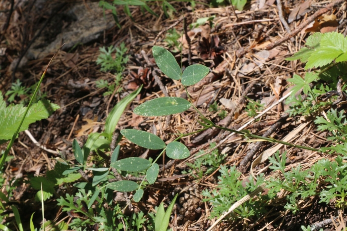 Lathyrus linifolius var montanus