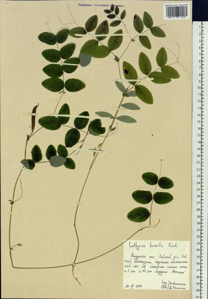 Lathyrus humilis