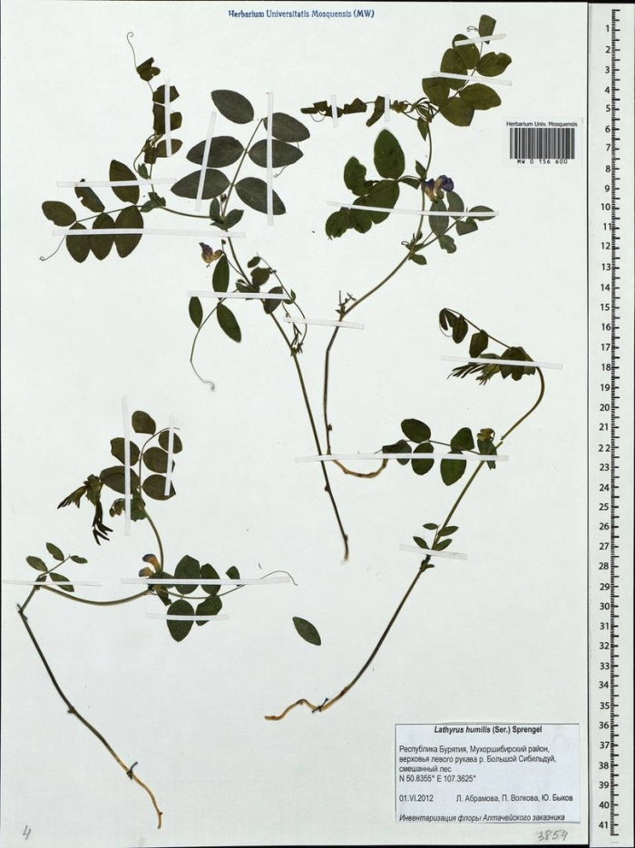 Lathyrus rotundifolius