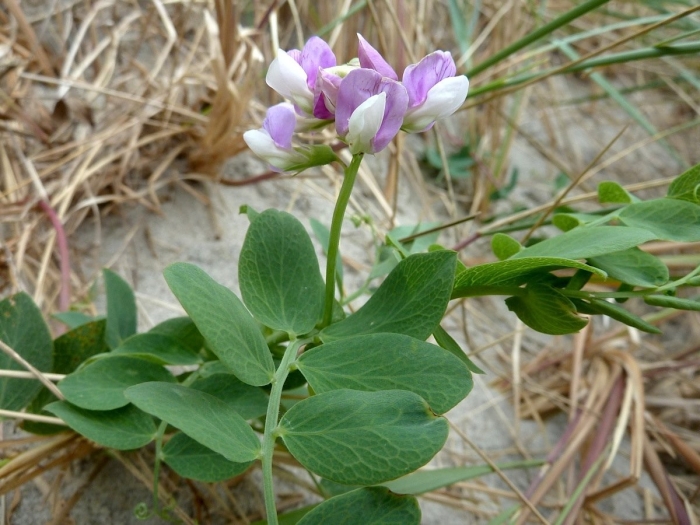 Lathyrus japonicus