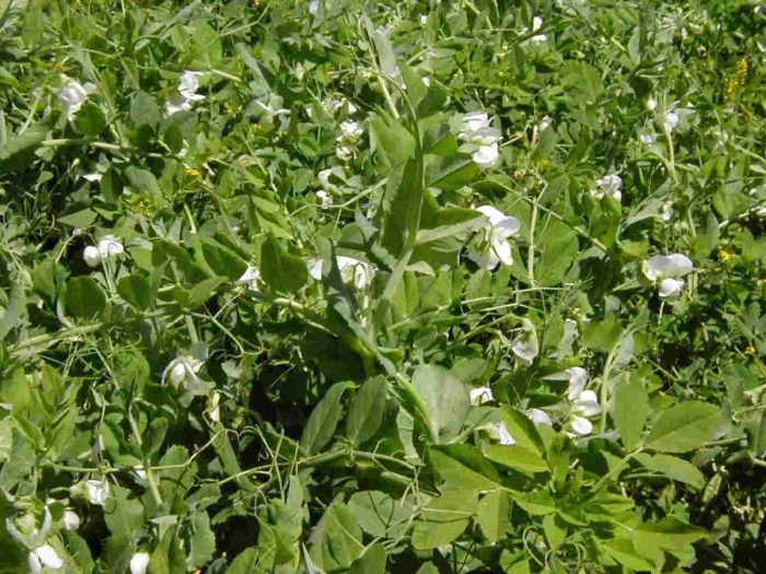 Пелюшка горох полевой