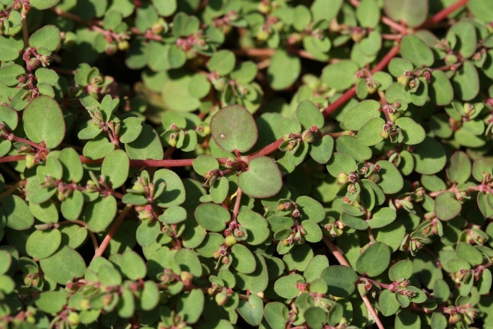 Молочай приземистый