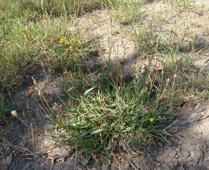 Козелец приземистый