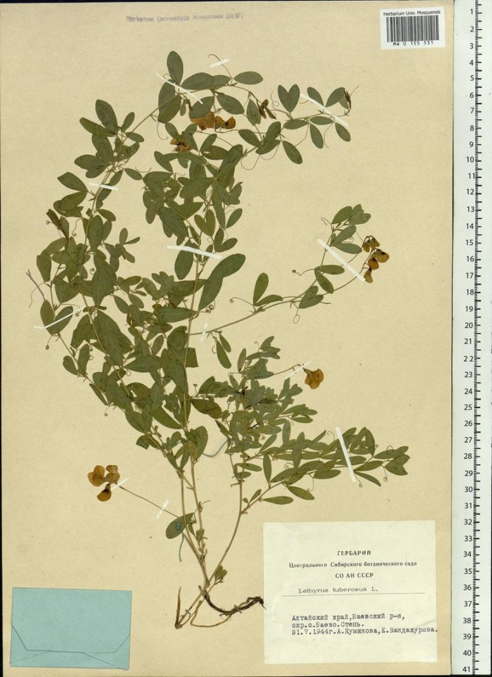 Lathyrus tuberosus