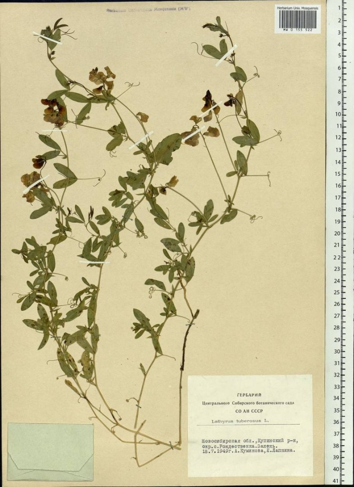 Горошек посевной гербарий