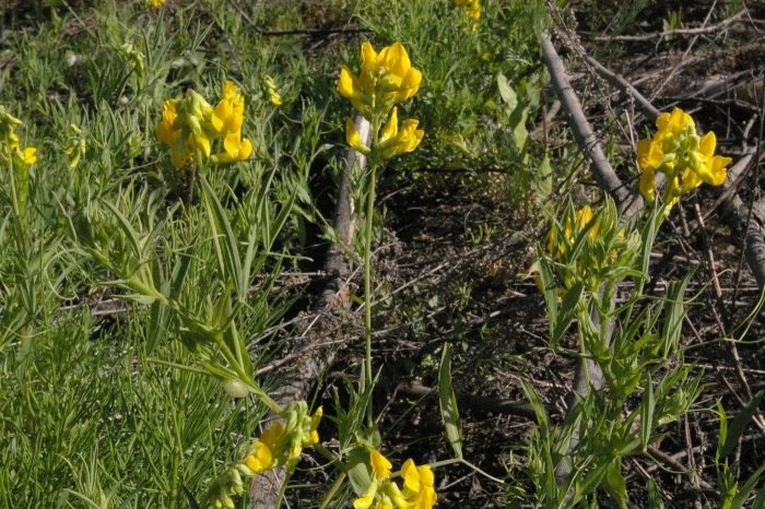 Термопсис ланцетовидный thermopsis lanceolata