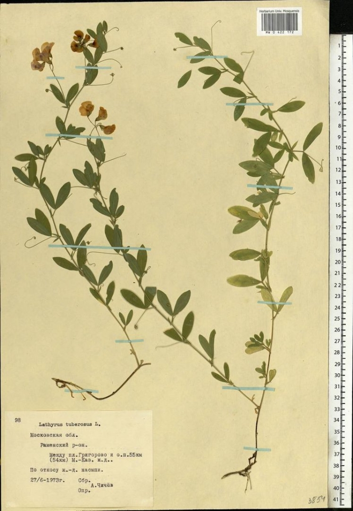 Чина клубненосная гербарий