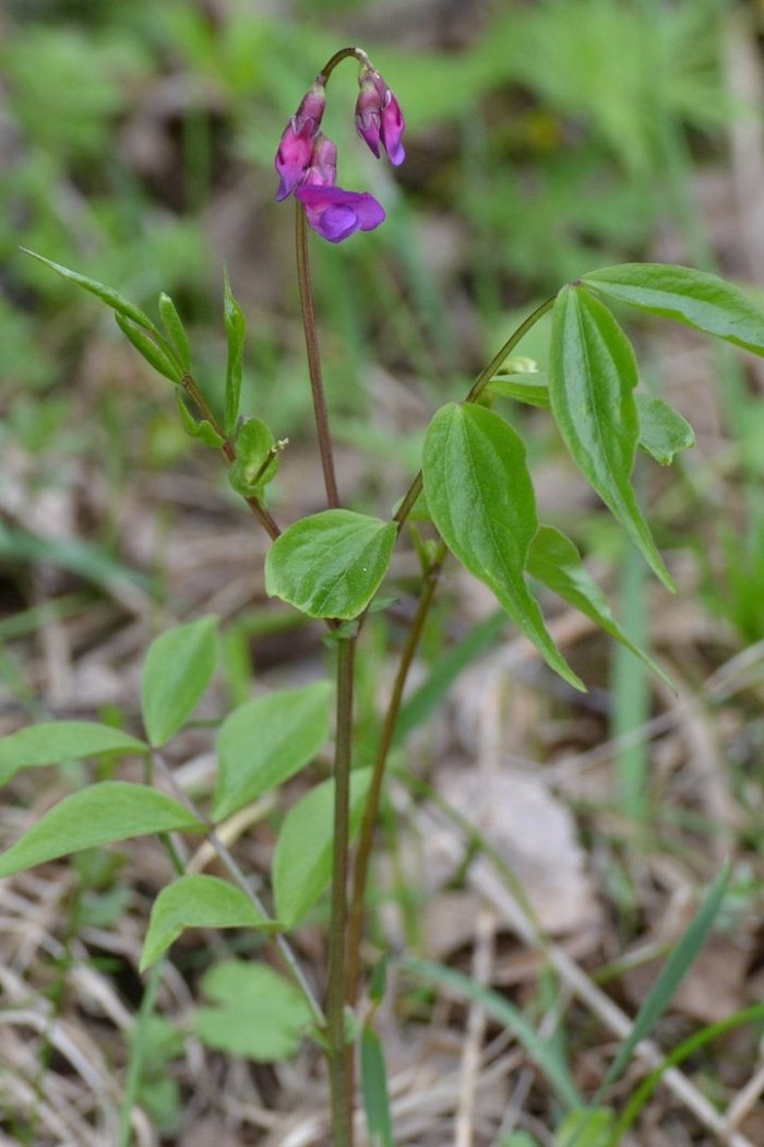 Lathyrus vernus 'rosenelfe'.