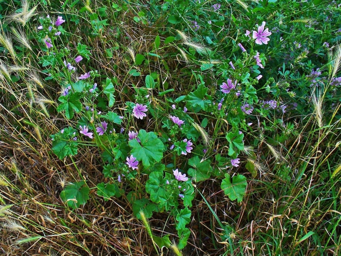 Просвирник мальва лесная