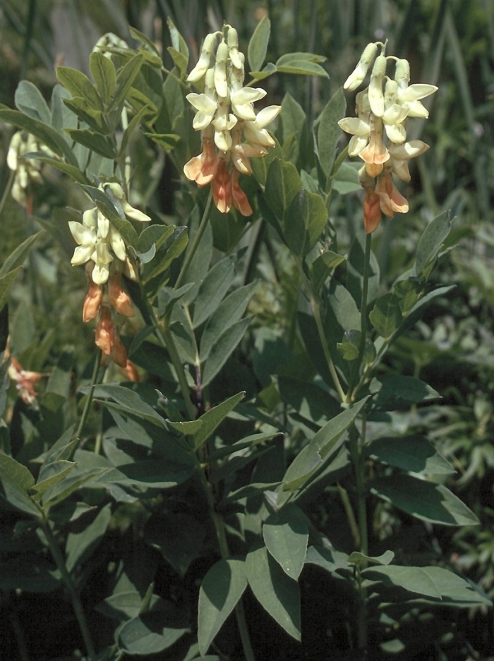 Lathyrus gmelinii