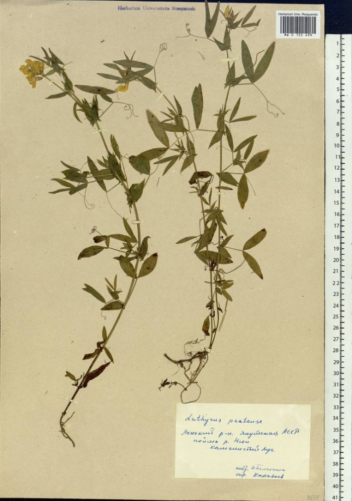 Чина луговая lathyrus pratensis
