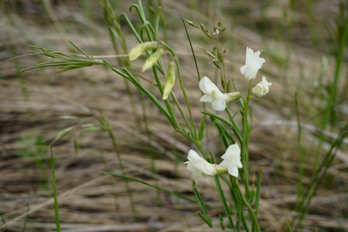 Чина венгерская