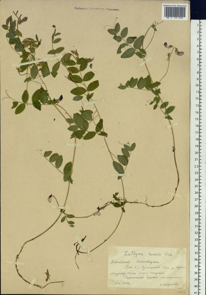 Vicia sepium – горошек заборный