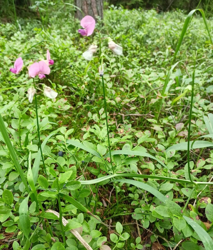 Чина лесная lathyrus sylvestris