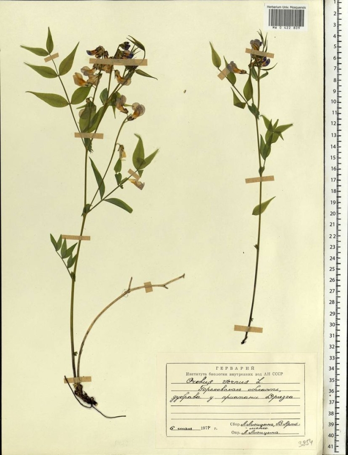 Lathyrus vernus