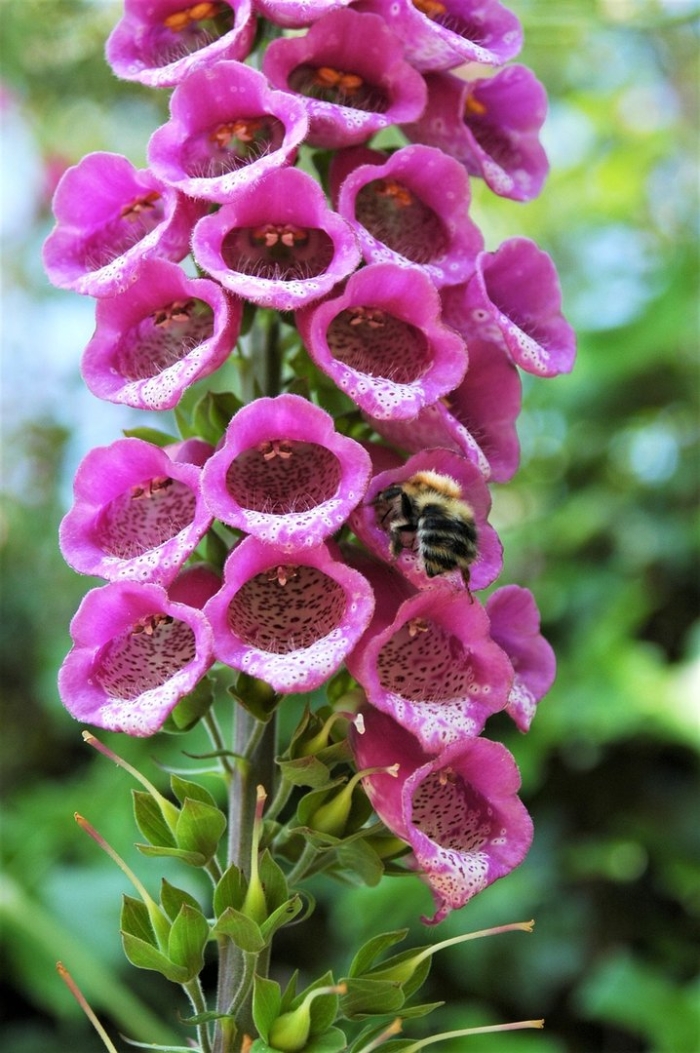 Наперстянка пурпурная – digitalis purpurea