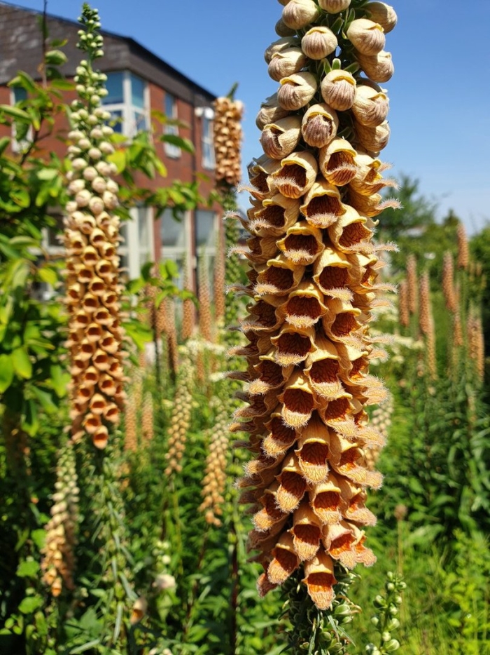 Наперстянка цветок