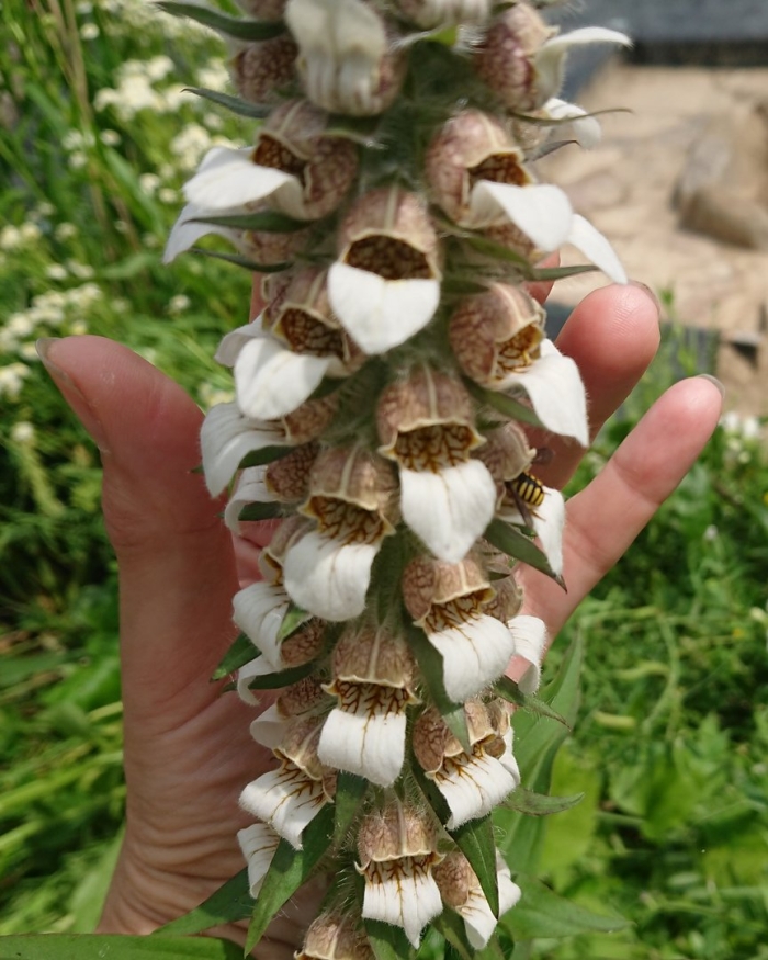 Наперстянка шерстистая digitalis lanata ehrh.