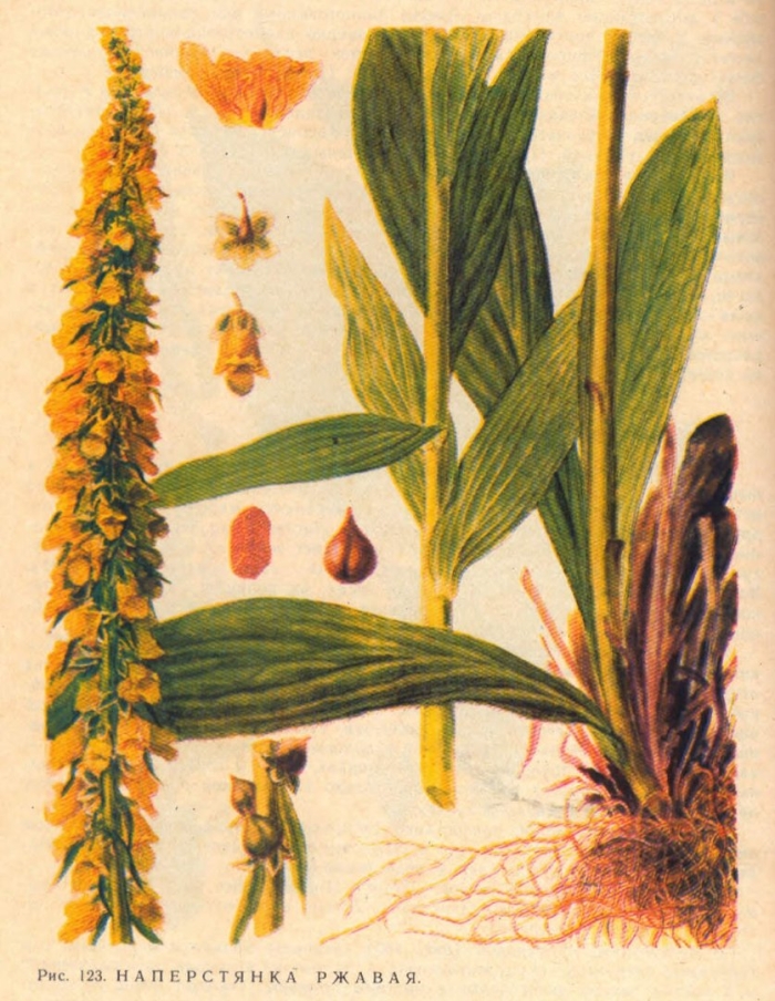 Листья наперстянки