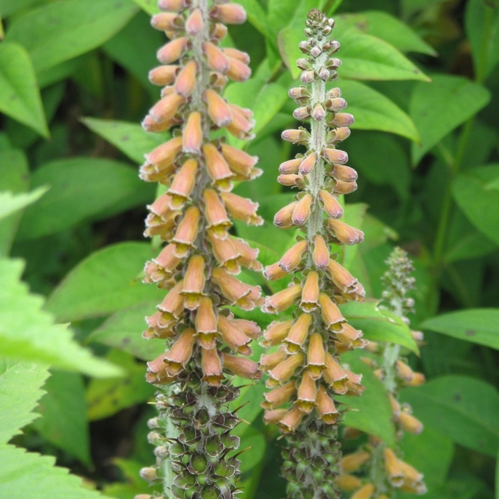 Наперстянка реснитчатая