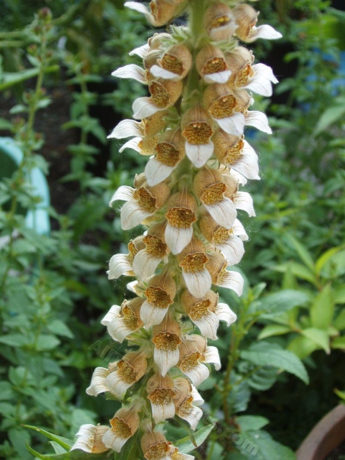 Наперстянка шерстистая