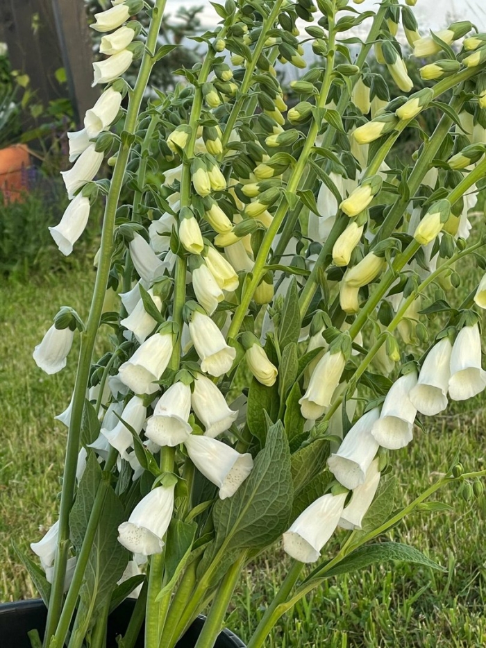 Цветок наперстянка