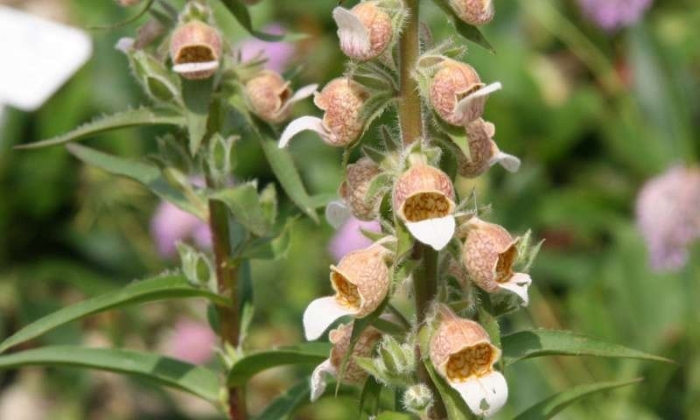 Наперстянка шерстистая рисунок