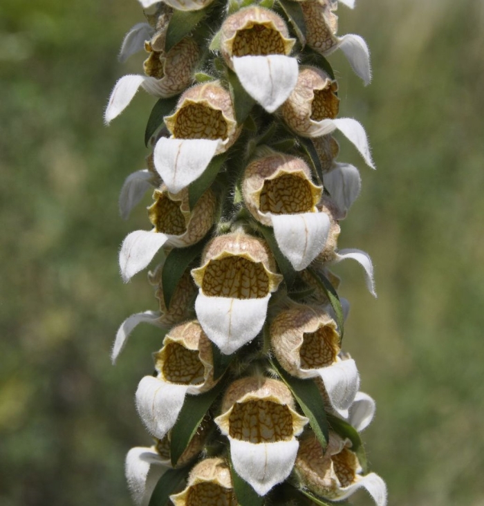 Digitalis lanata