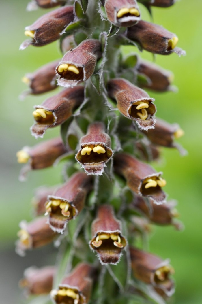 Наперстянка мелкоцветковая  milk chocolate