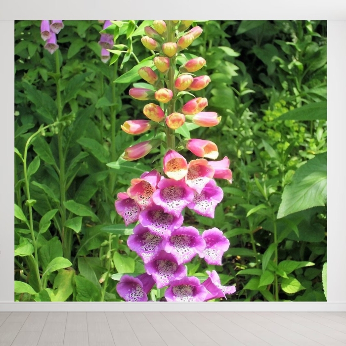 Дигиталис наперстянка