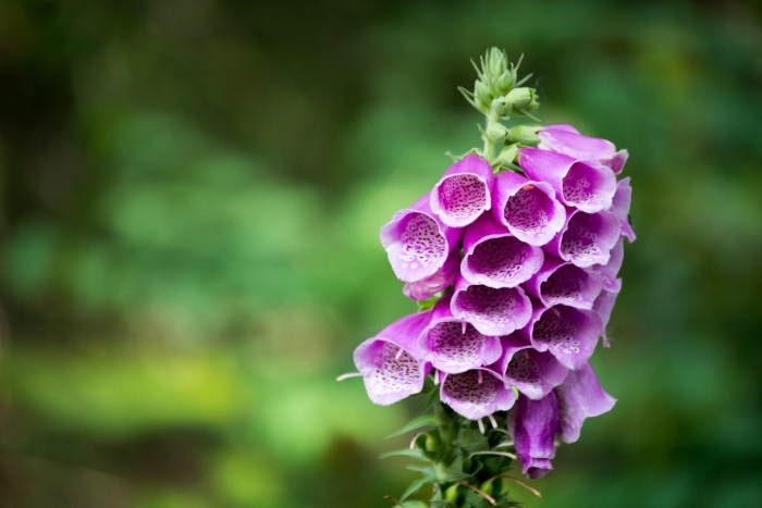 Наперстянка пурпурная