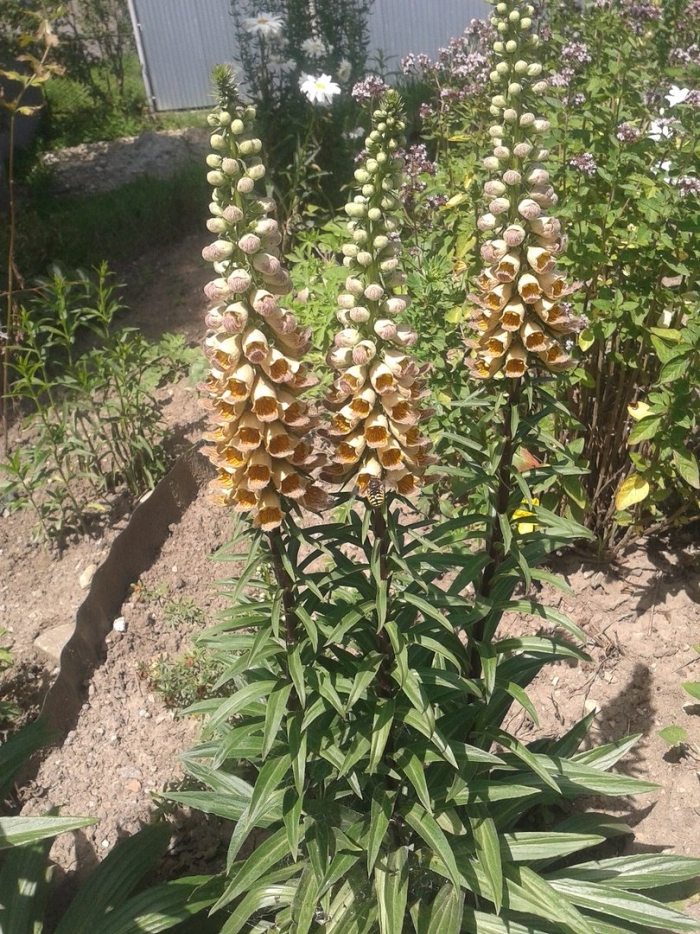 Наперстянка карусель кремовая