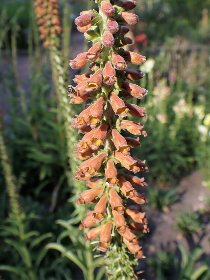Digitalis ferruginea