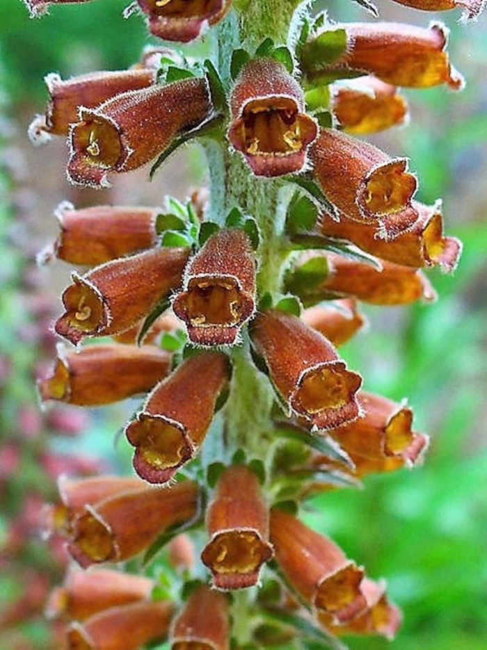 Digitalis parviflora