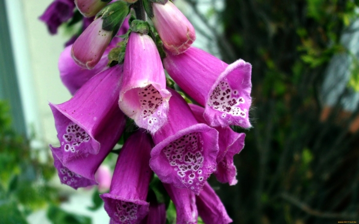 Пурпурная наперстянка