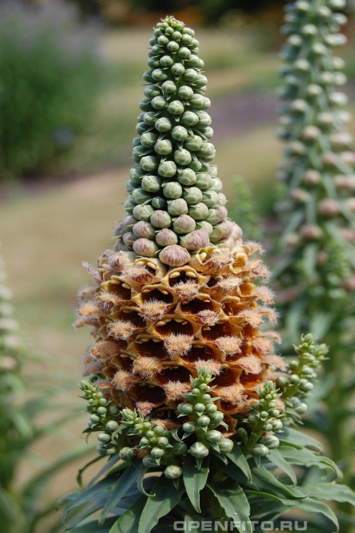 Наперстянка шерстистая