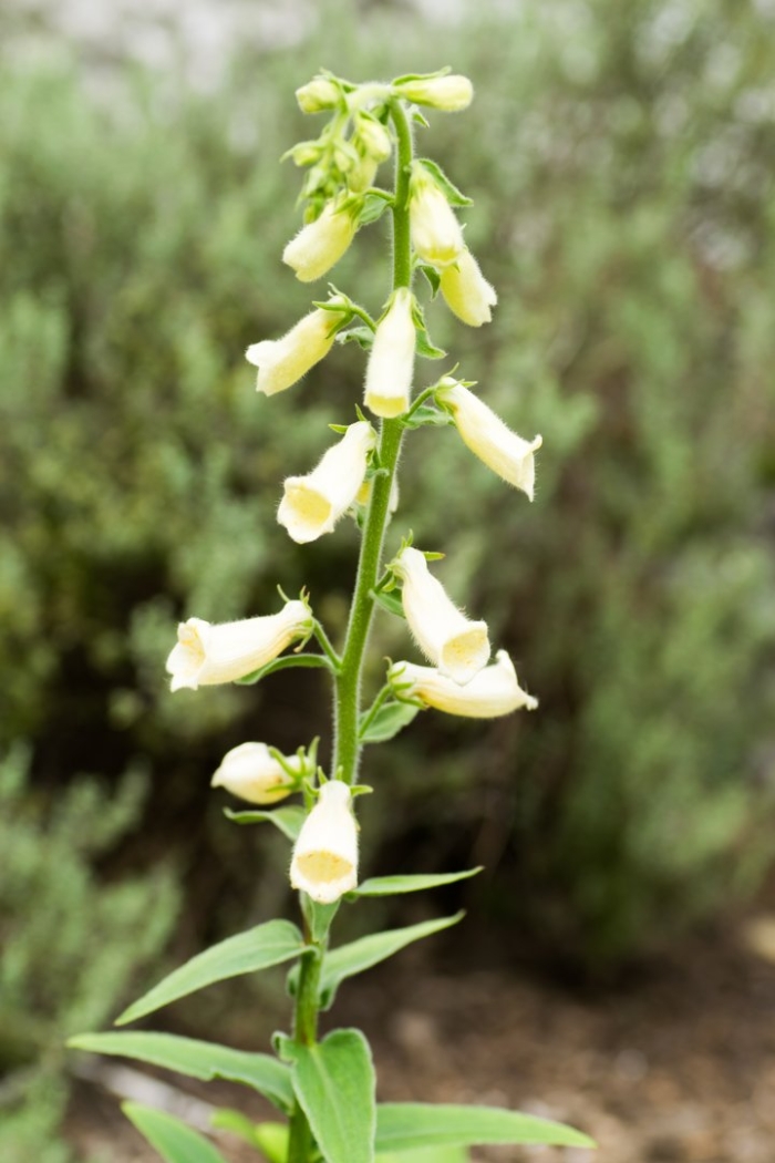 Наперстянка зарница