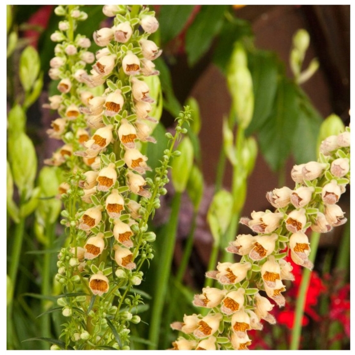 Наперстянка желтая