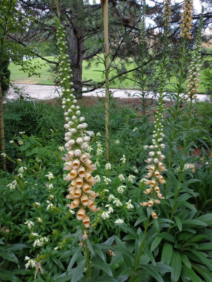 Наперстянка camelot cream