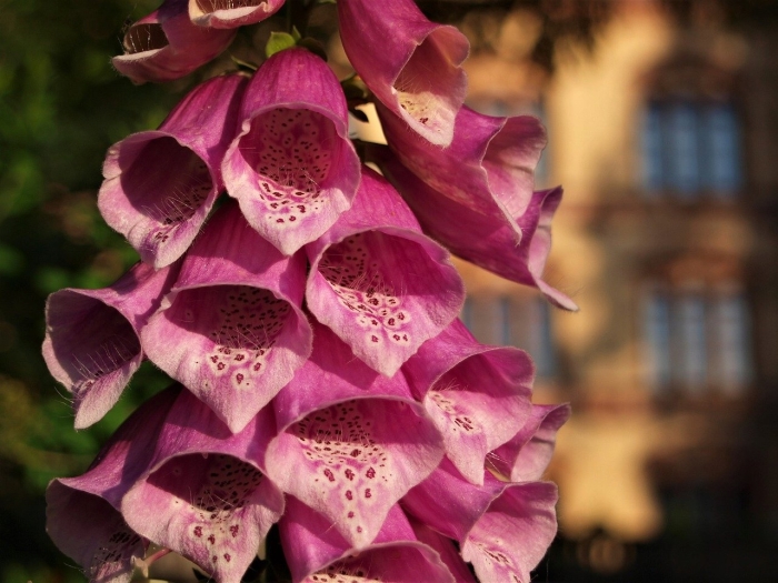 Наперстянка foxglove