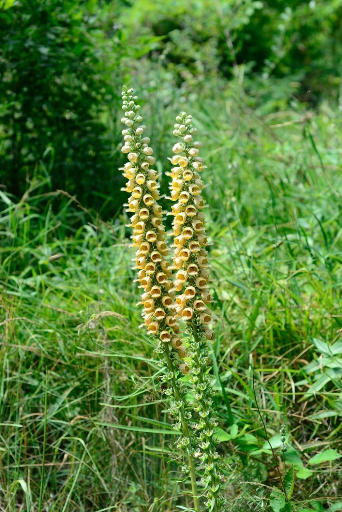 Digitalis lutea