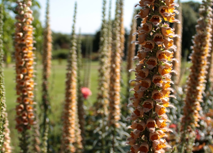 Digitalis ferruginea