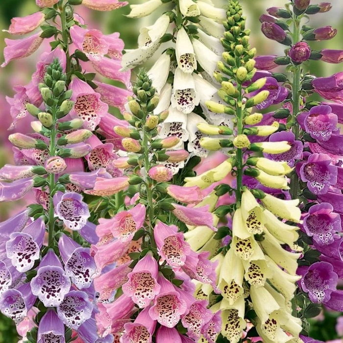 Наперстянка далматин микс