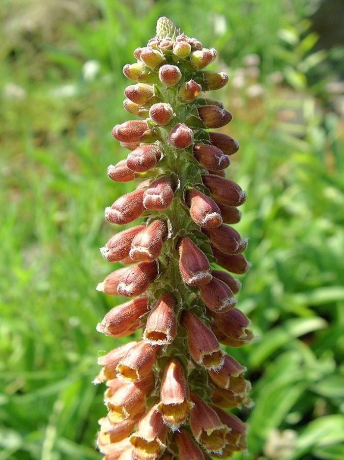 Наперстянка парвифлора