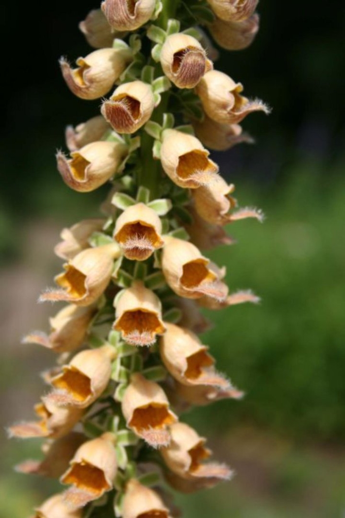 Наперстянка ржавая гелбер херолд