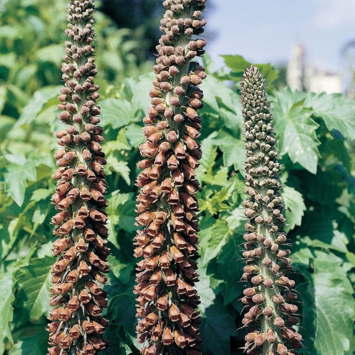 Наперстянка foxglove