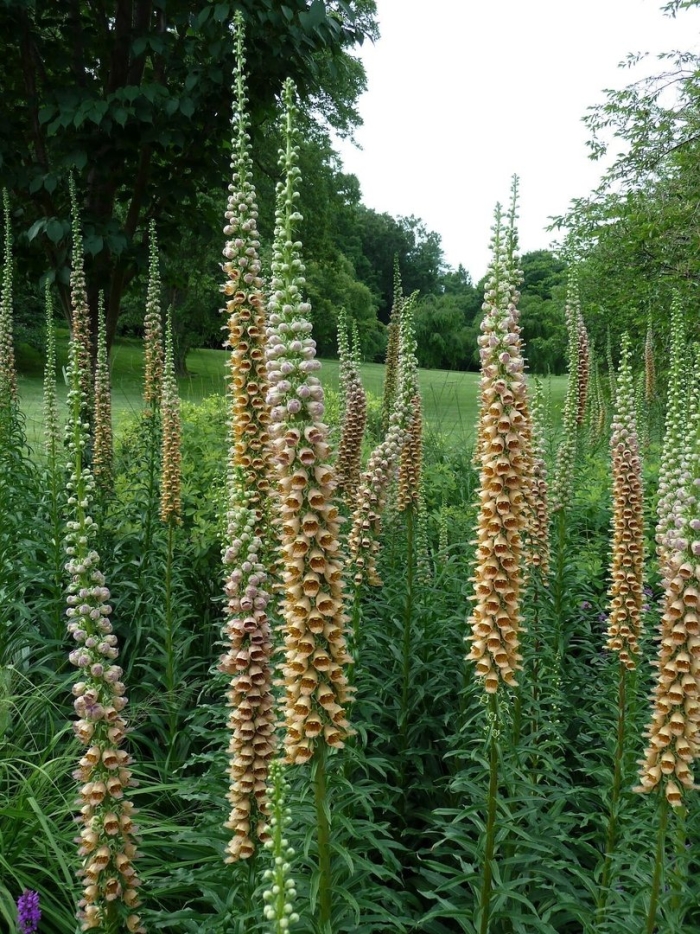 Digitalis ferruginea