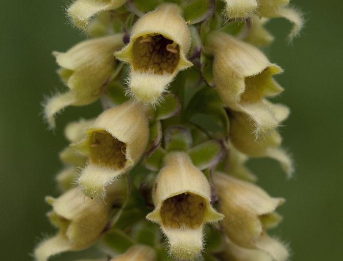 Digitalis micrantha