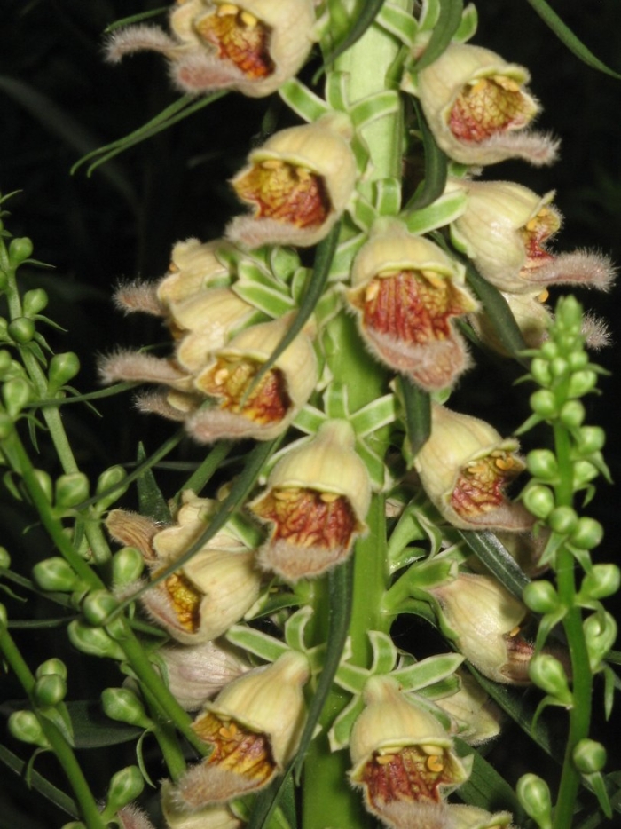 Digitalis ferruginea