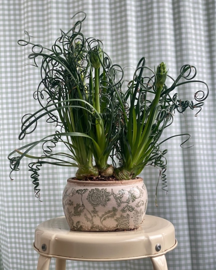 Альбука спиралис фризл-сизл